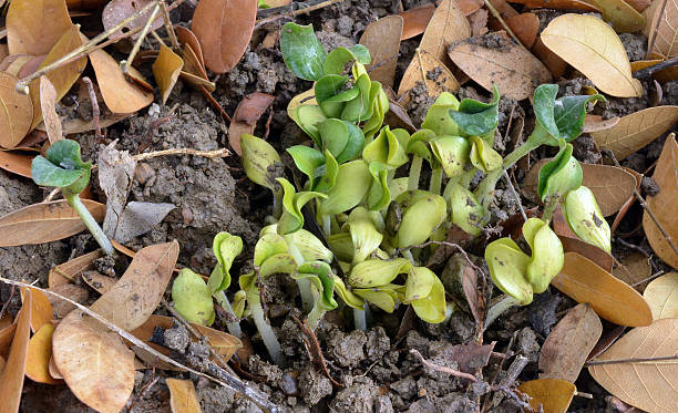 as plantas de abóbora - planting growth plant gourd imagens e fotografias de stock
