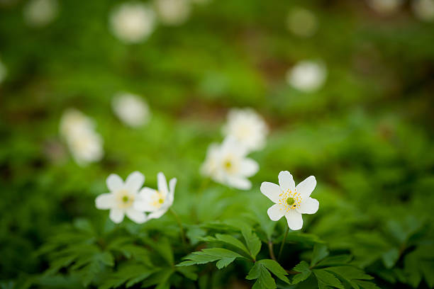 istock Closeup of beautiful anemone flowers 522316196