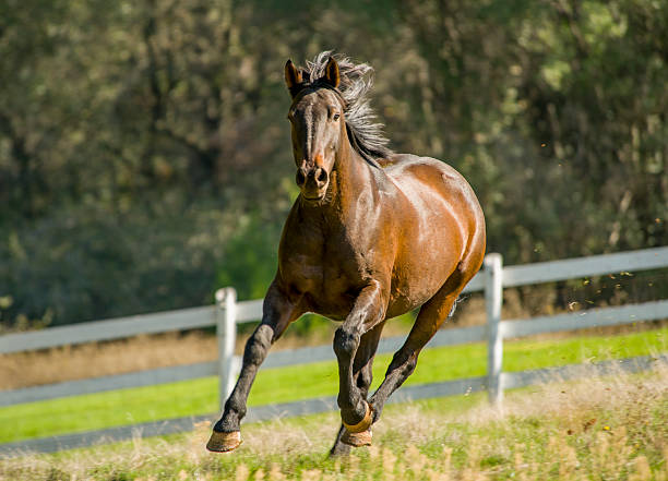 istock Young Horse Running in Pasture 522316239