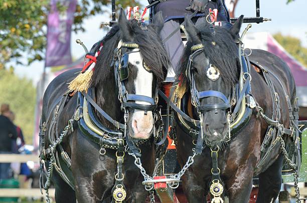 istock pair of shire horses working 522316759