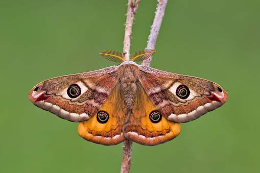 The Small Emperor Moth (Saturnia pavonia) is a moth of the family Saturniidae, female, macro photo, male.