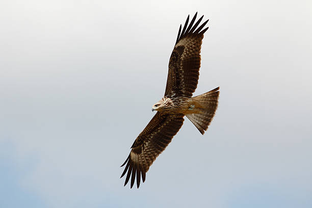 Black-eared kite Black-eared kite (Milvus migrans lineatus) on the sky milvus migrans stock pictures, royalty-free photos & images
