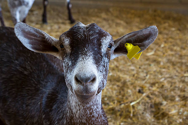 Goat portrait, looking at cam stock photo