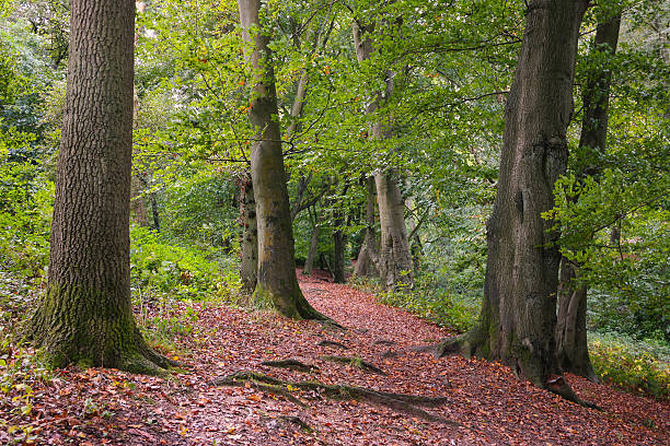 istock autumn woodland 522318223