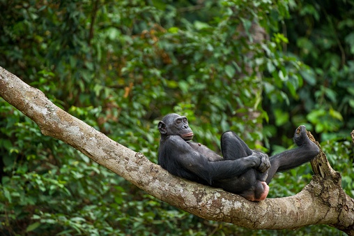 Close shot of a grimacing male bonobo (Pan paniscus).