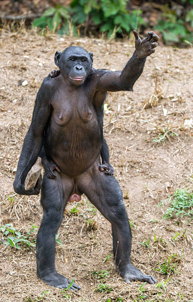 istock Chimpanzee Bonobo mother with child puts a hand up. 522318376