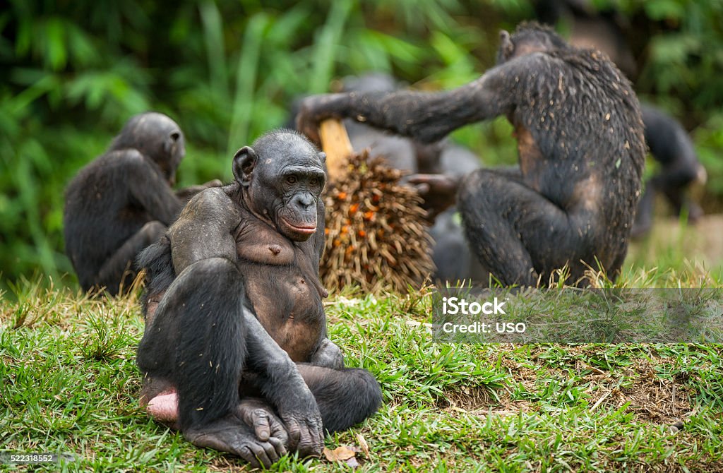 The Bonobo family The Bonobo ( Pan paniscus) family, called the pygmy chimpanzee. Democratic Republic of Congo. Africa Africa Stock Photo