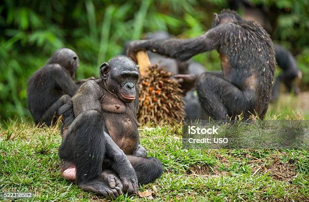 The Bonobo Family Stock Photo - Download Image Now - Africa, Animal, Animal Family