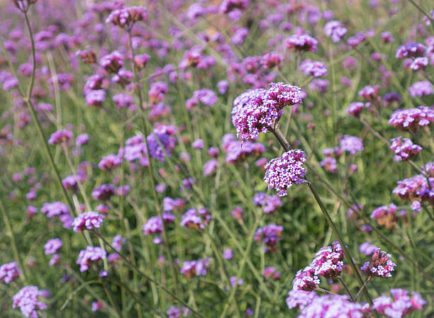 istock Verbena bonariensis flowers field 522318640