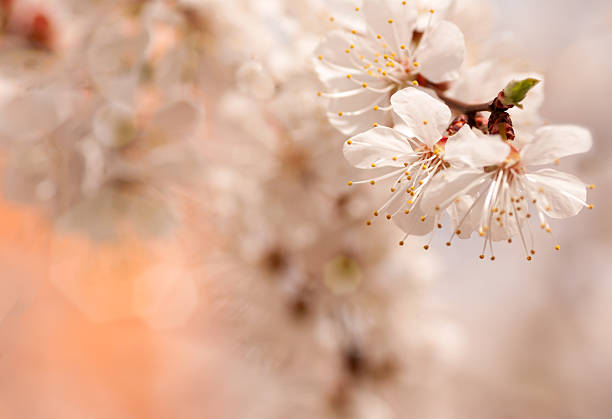 istock branch of cherry tree flower , bright orange background 522319342