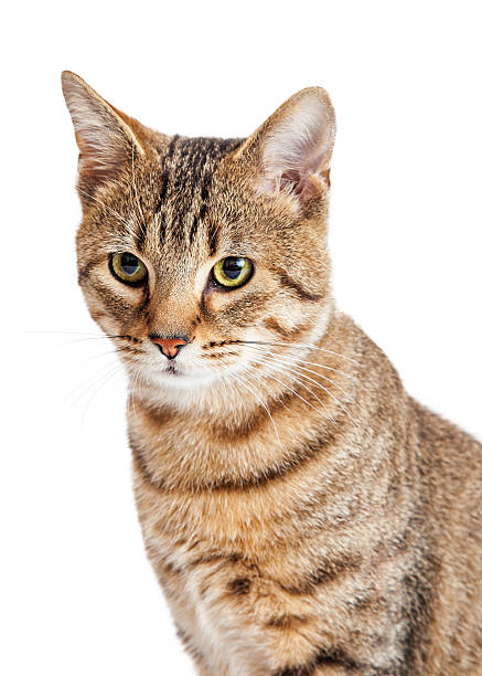 istock Pretty Young Tabby Cat Closeup 522319594