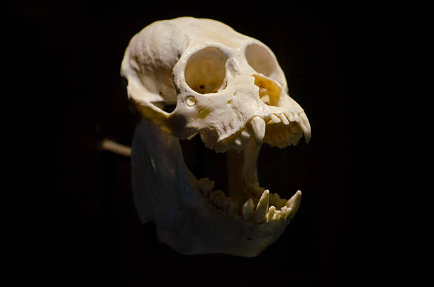 Black howler monkey skull stock photo