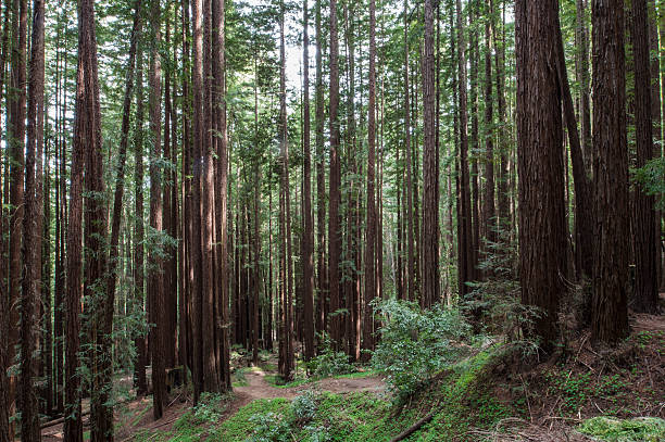 istock Redwood Tree Forest and Trail 522321228