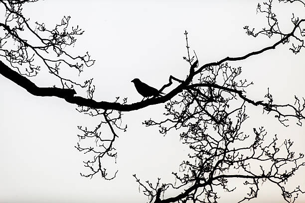black silhouette of a raven perched on the bare branches of a tree