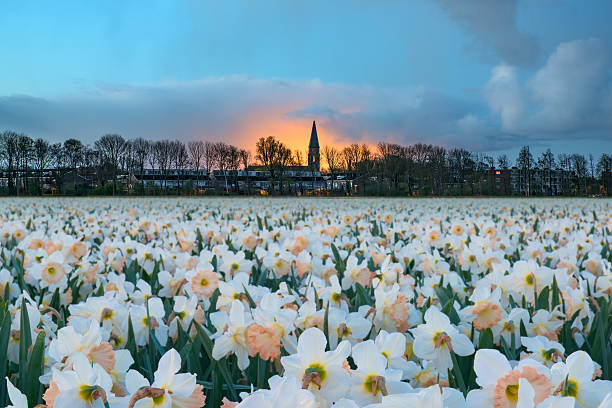 White daffodils at Sassenheim stock photo