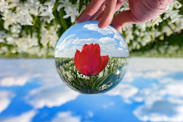 One Dutch red tulip, seen through a crystal ball, in a field of white hyacinths, upside down.