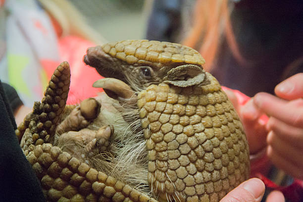 three banded armadillo A southern three banded armadillo in close-up leprosy stock pictures, royalty-free photos & images
