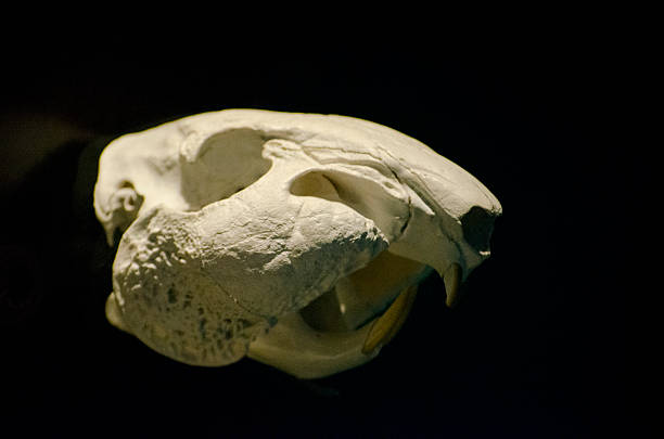 Skull Dasyprocta stock photo