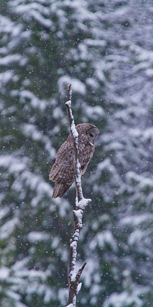 istock Great Gray Owl in Snow 522324152