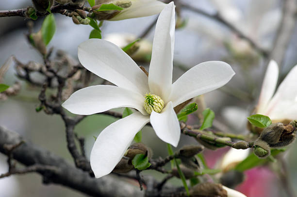 istock White magnolia flower against the sky close-up 522324436