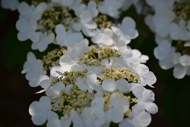 White spring flowers on a shrub. 