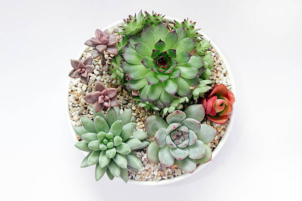 istock colorful succulent plants in pot 522325714