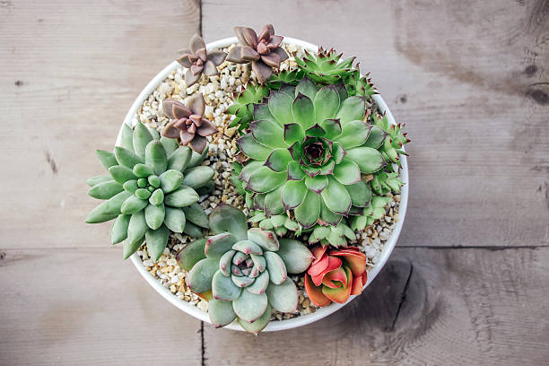 small colorful succulent plants in pot