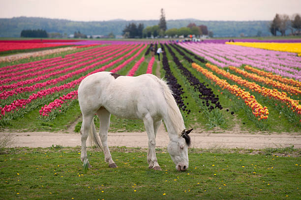 A horse grazes next to a colorful tulip field in the Skagit Valley of western Washington state.