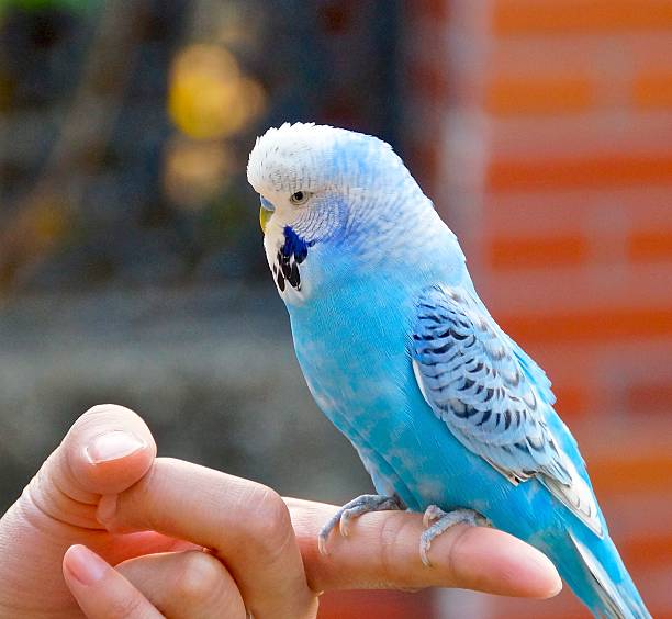 istock The close view of parakeet 522326270