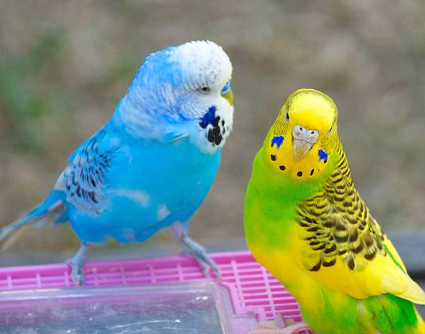 istock The close view of parakeet 522326294