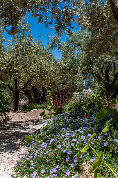 gethsémani - garden of gethsemane photos et images de collection