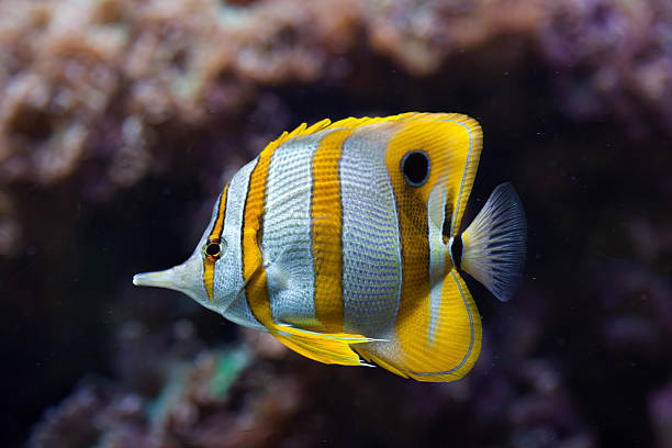 copperband butterflyfish (chelmon rostratus). - copperband butterflyfish stock-fotos und bilder