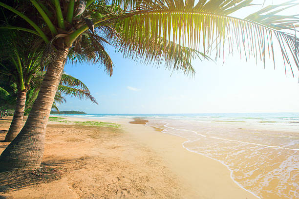 istock beach with coconut palm and sea 522328854