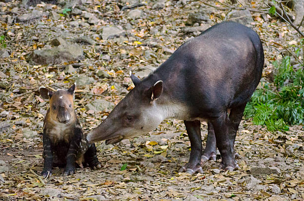 Mom and baby tapir stock photo