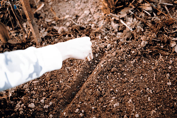 istock woman hand sowing seed 522328932