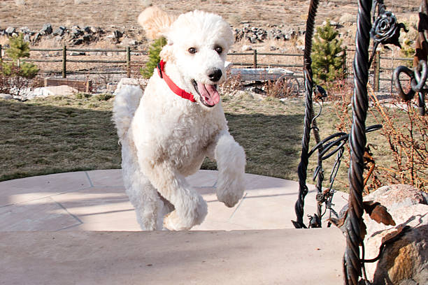 istock White Standard Poodle Running Up the Staires 522329024