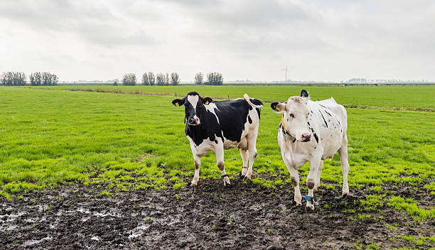 два всех кантонах в государственное грязное - polder autumn dirt field стоковые фото и изображения