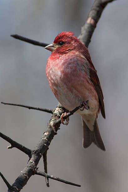 istock Purple Finch on a Natural Perch 522329592