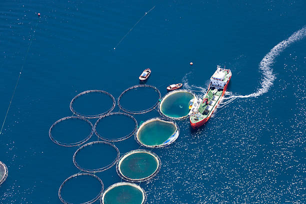 вид с высоты на рыбоводческое хозяйство - fishing промышленность стоковые фото и изображения