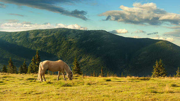 Landscape in Carpathian mountains and the blue sky with clouds.