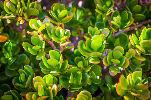 Close up of a big money tree  (Crassula ovata)