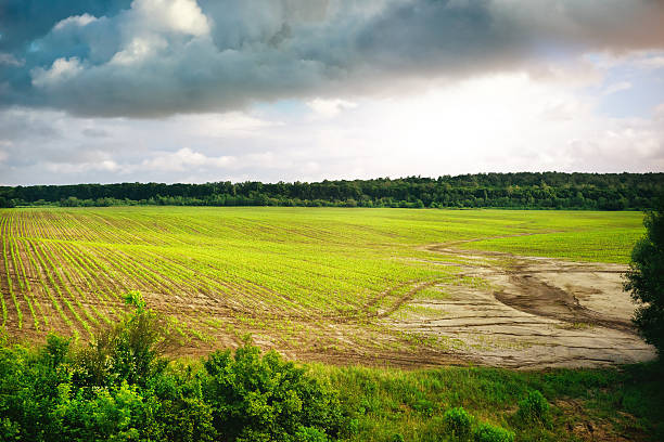 istock Green field of spring grass and forest 522330794