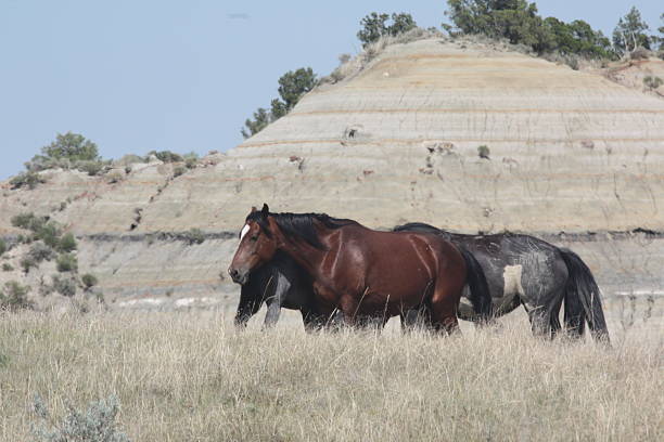 istock Horses in the Badlands, North Dakota 522330909