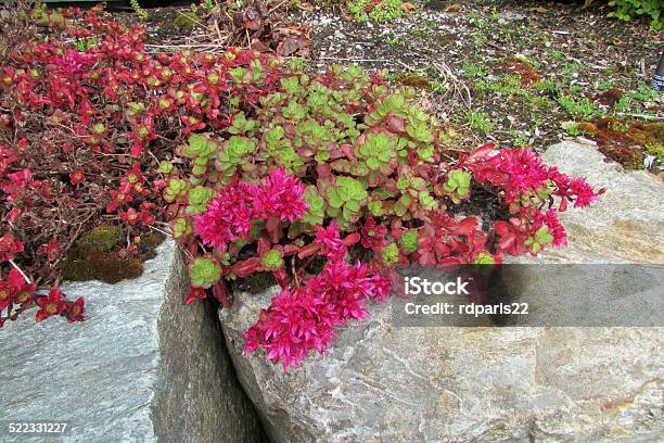 Red Sedum Stock Photo - Download Image Now - Abstract, Autumn, Backgrounds