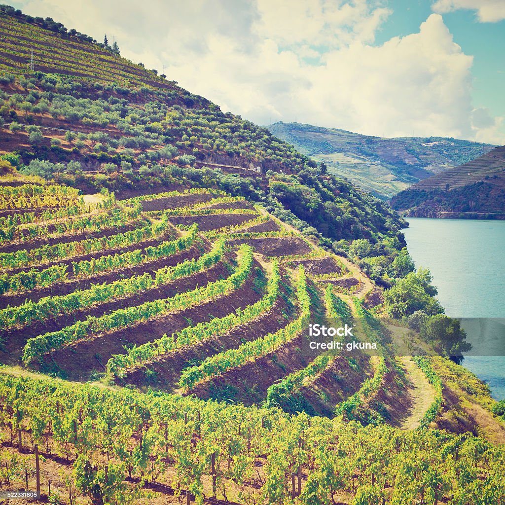 Terrace Vineyards in the Valley of the River Douro, Portugal, Retro Effect Agricultural Field Stock Photo