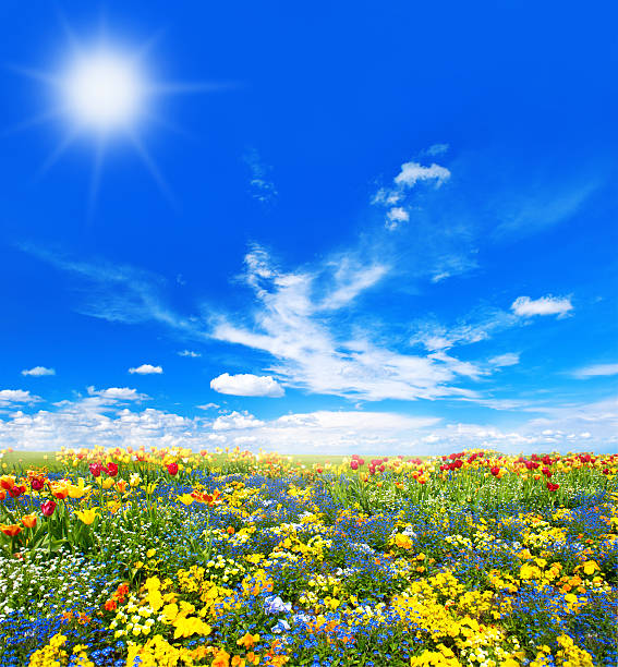 istock Meadow with colorful spring flowers. Tulips 522332482