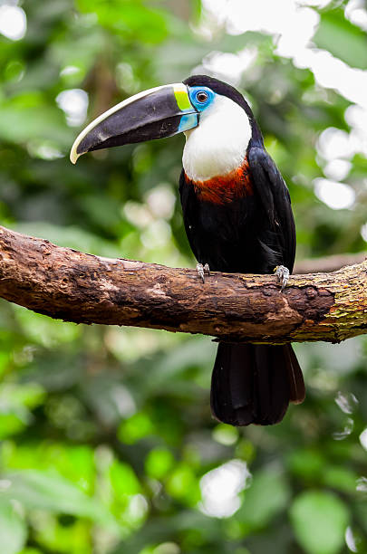 istock beautiful blue green red white black toucan bird 522333083