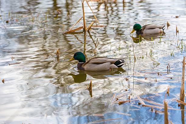 istock Mallard ducks photographed in city park 522333092