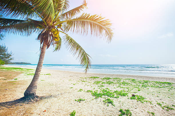 istock tropical beach with coconut palm 522333188
