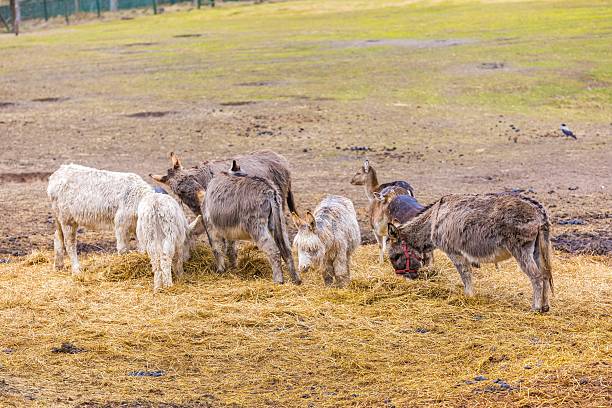 istock Herd of animals standing on pasture. 522333232
